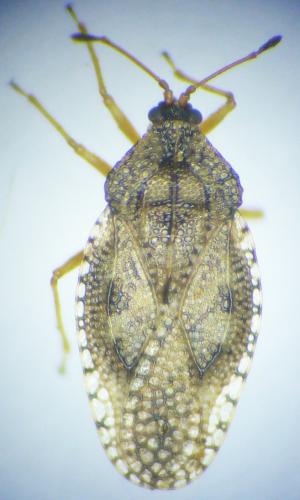 Réf. 180 235 : Dictyla convergens